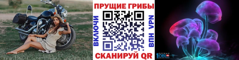 Галлюциногенные грибы Psilocybe  Камень-на-Оби 